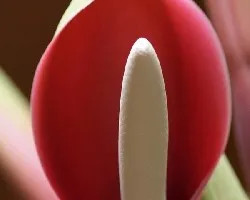 Cartucho