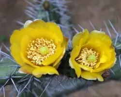 Flora Espinosa