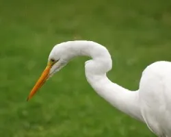 La gota fría