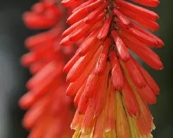 flor