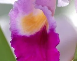 Orquidea