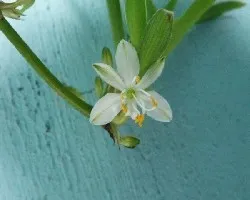Flor de Liston