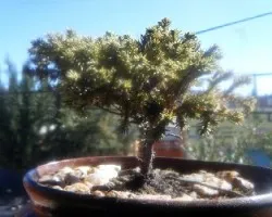 Bonsai
