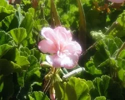 Malva