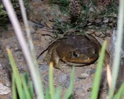 Sapo