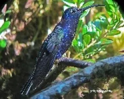 Violet Sabrewing