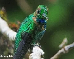 Heliodoxa jacula