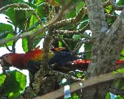 Lapa Roja