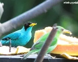 melerito verde
