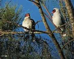 Cotinga