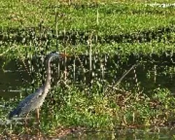 Garza azul