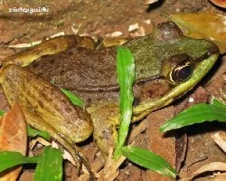 Rana