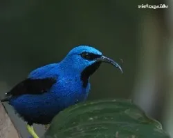 melerito patas amarillas