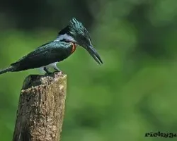 el verde