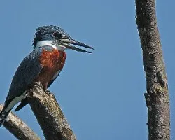 el anillado