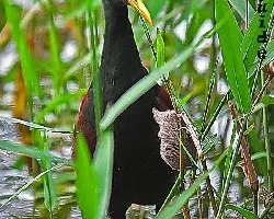 Jacana
