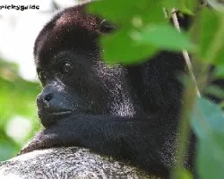 Conguita