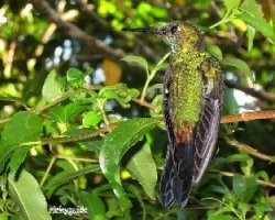 todo verde - Heliodoxa jacula