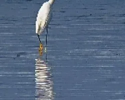 snowy egret