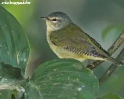 tennessee warbler