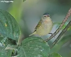 tennessee warbler