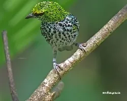 Tangara guttata