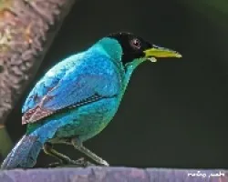 Green Honeycreper