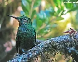 violet headed hummingbird