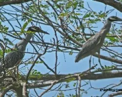 night heron