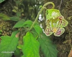Campanulaceae