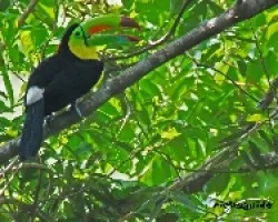 Ramphastos sulfuratus