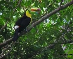 Ramphastos sulfuratus