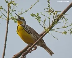 Sturnella magna
