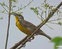 Sturnella magna