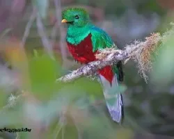 Pharomachrus mocinno