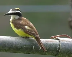 Pitangus sulphuratus