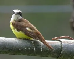 Pitangus sulphuratus