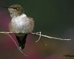 Chispita