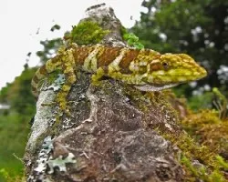 lagartija