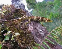 lagartija