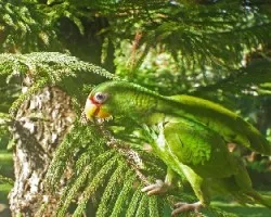 Amazona albifrons