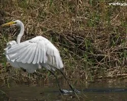 Ardea alba
