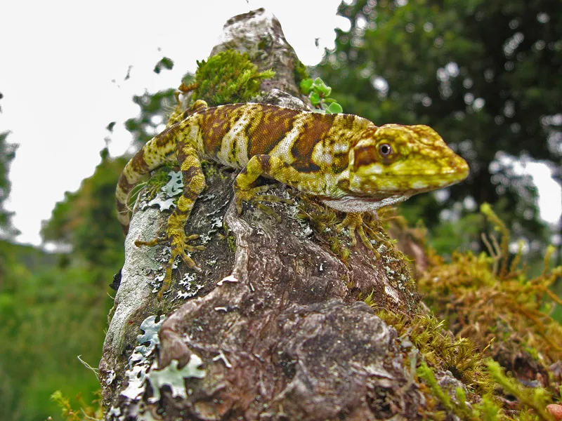 Foto