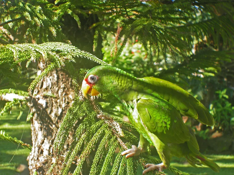Foto