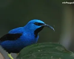 Melero