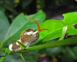 oruga
