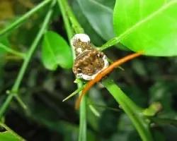 oruga