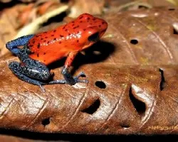 Dendrobates pumilio