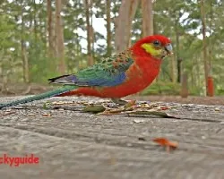 Rosella