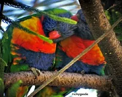 Periquitos Arcoiris